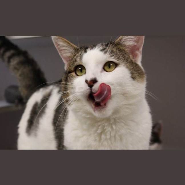 Photo of King Julien