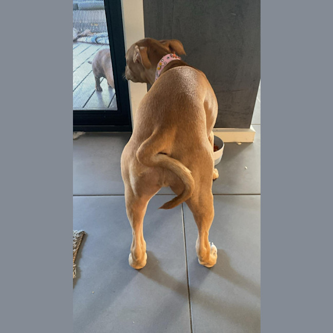 Photo of Susie   5 Month Old Staffy X