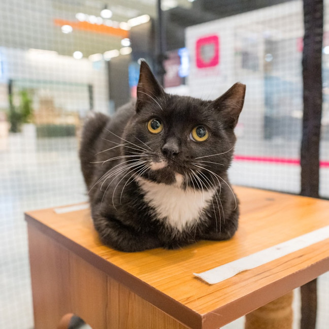 Photo of Angus