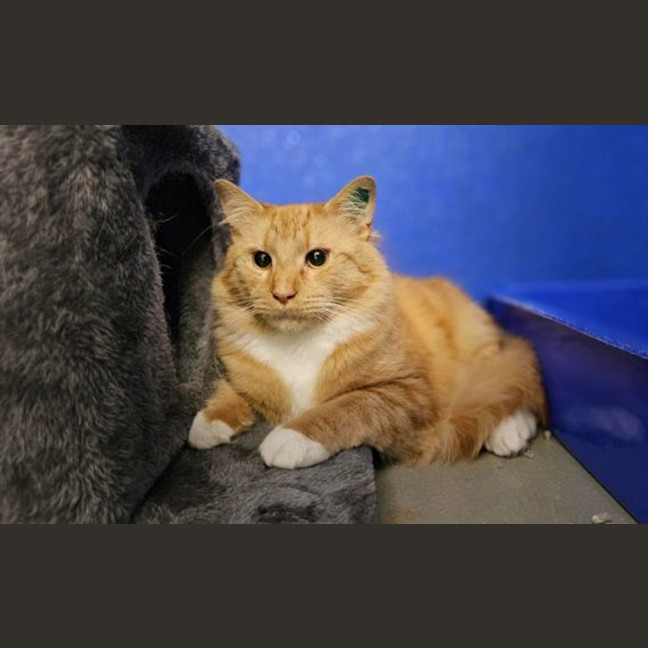 Photo of Dante