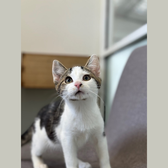 Photo of Ridgley   Petstock Invermay