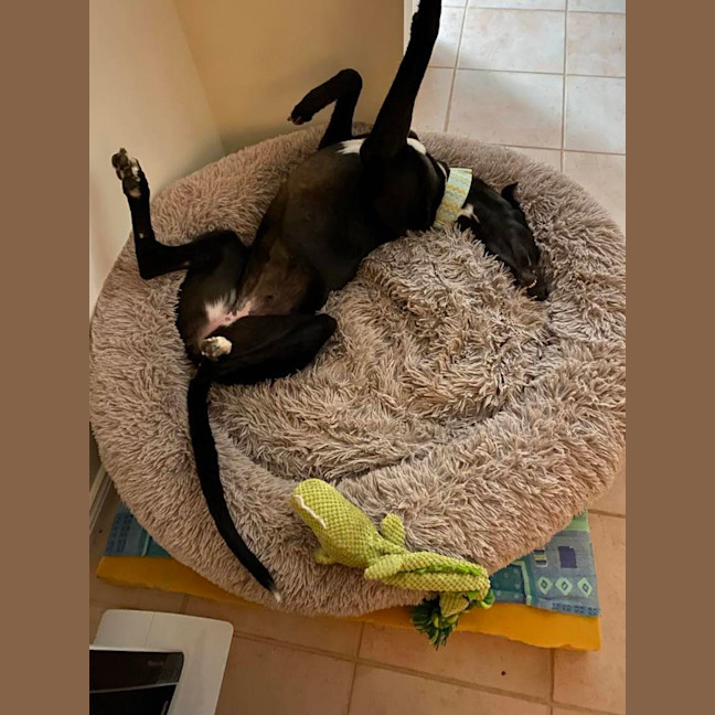 Photo of Missy, They Greyhound