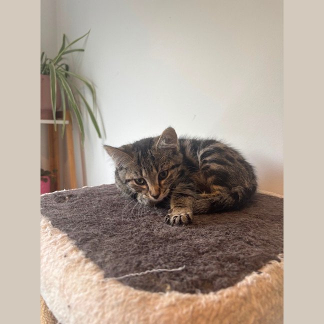 Photo of Puffin Meet Me@Petstock Mornington Nepean Hwy 