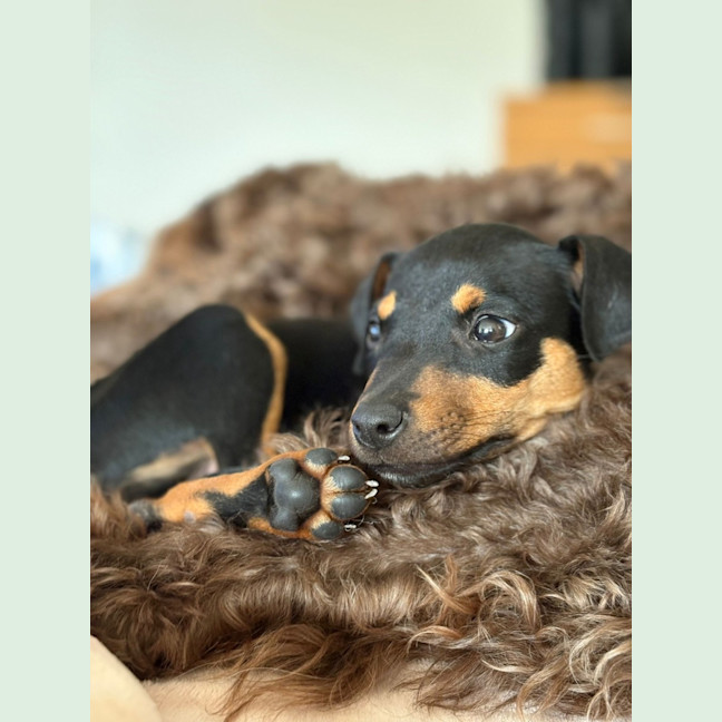 Photo of Banjo