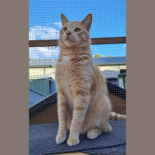 Photo of Archie