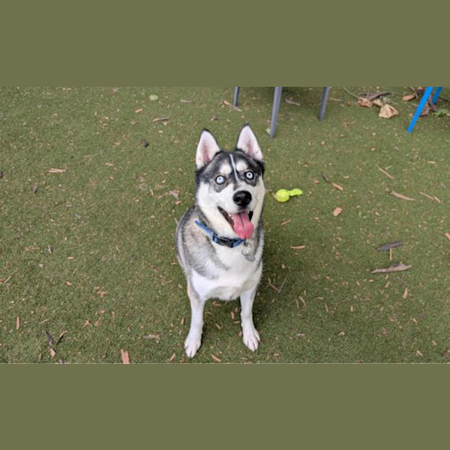 Photo of Hunter