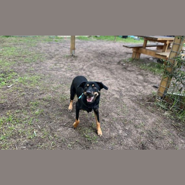 Photo of Acorn