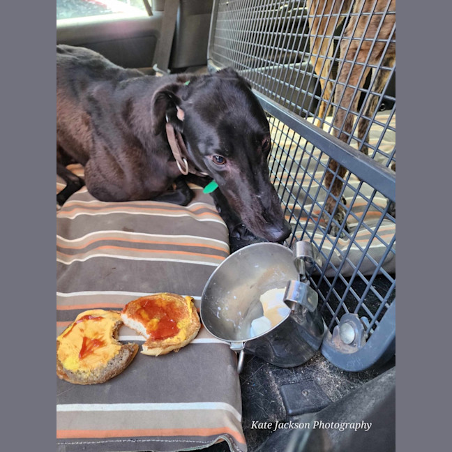 Photo of Tee. 26kg Cat Friendly