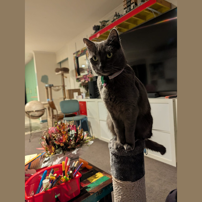 Photo of Luna