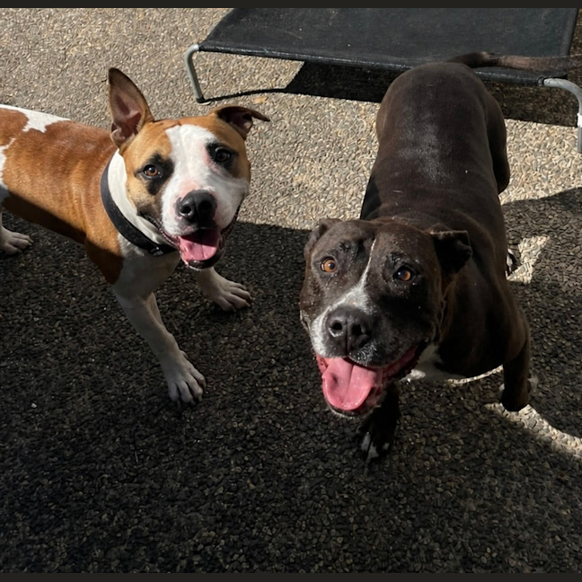 Photo of Chase   20 Month Old Staffy X