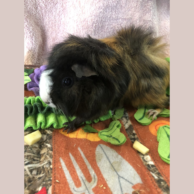 Photo of Popcorn