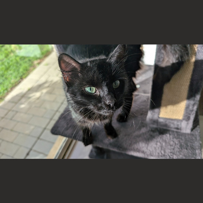 Photo of Kumquat
