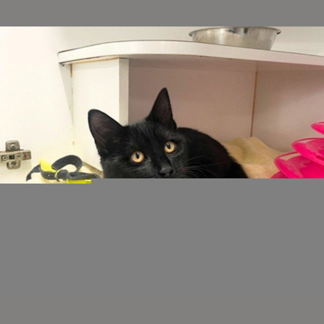 Photo of Nero