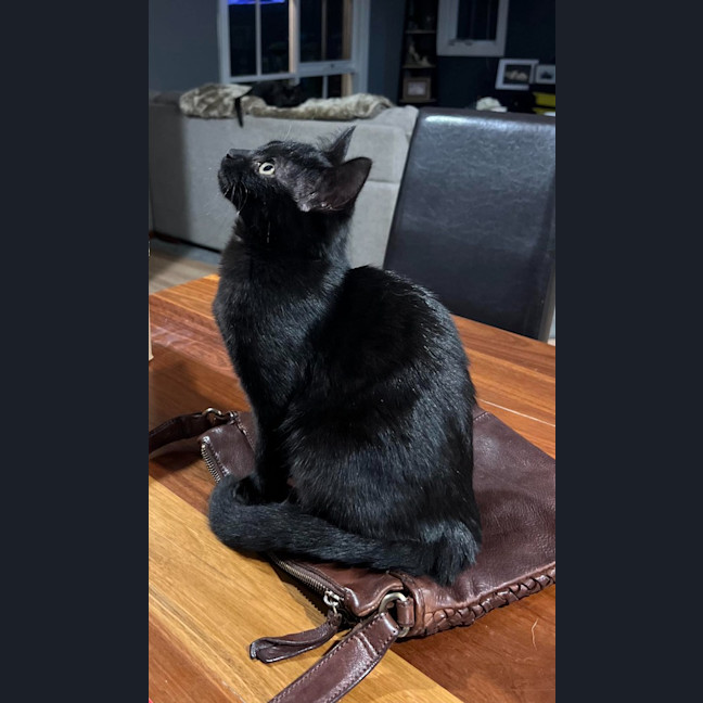 Photo of Pepper