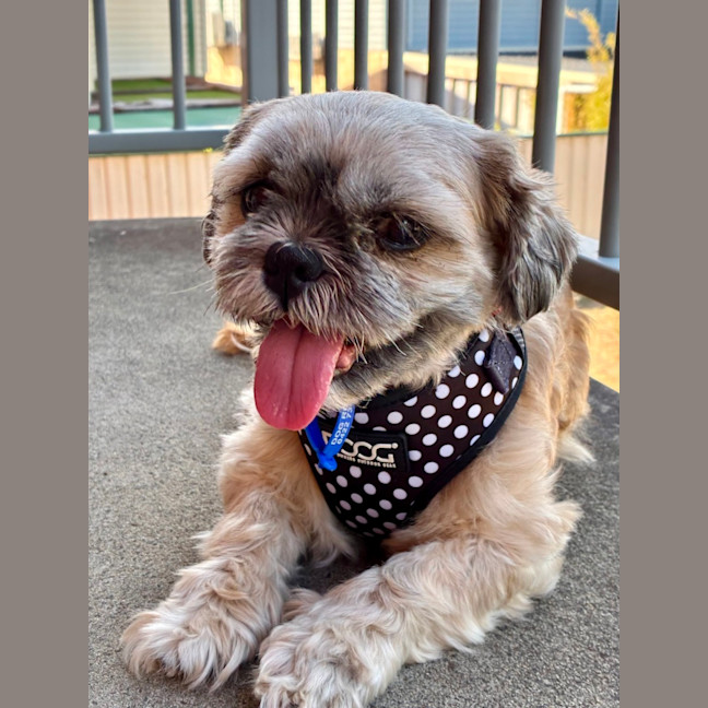 Photo of Alfie & Delilah ~ Pair Of Shih Tzus, Boy And Girl