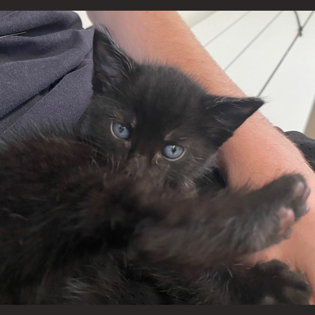 Photo of C1361 Hazel