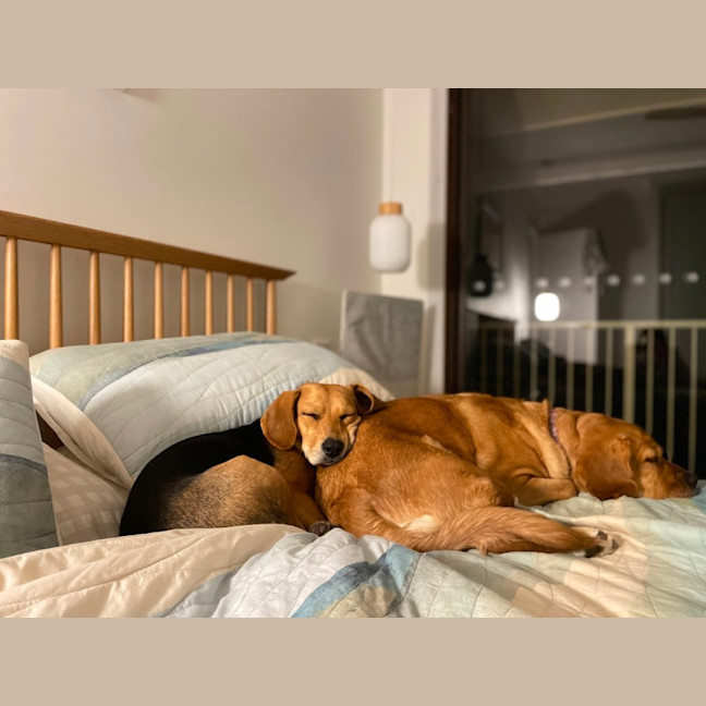 Photo of Bambi   15 Month Old Beagle X