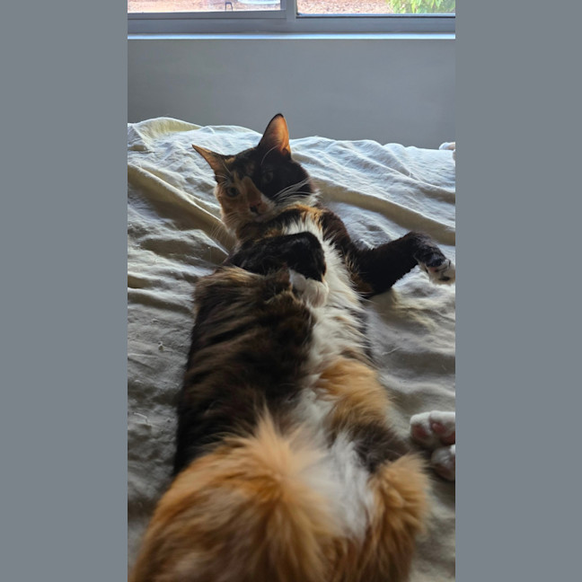 Photo of Maisie