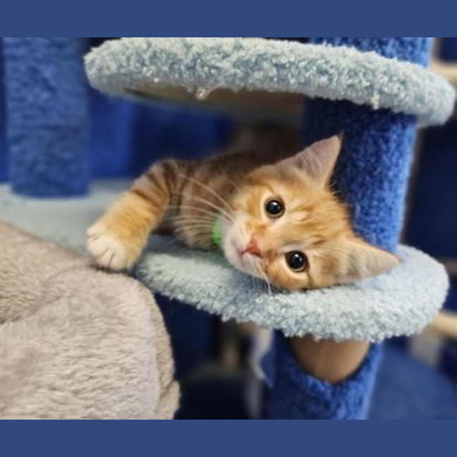 Photo of Copper