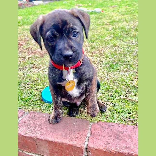 Photo of Voxx