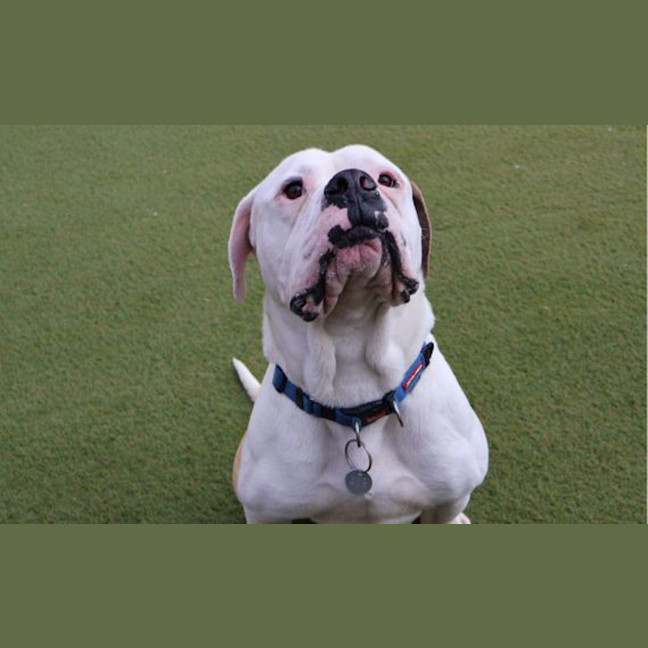 Photo of Mr. Fancy Face 