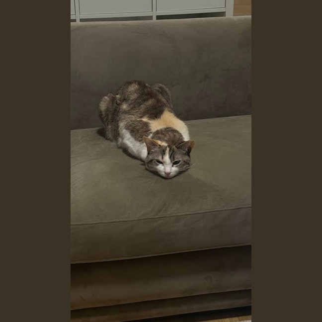 Photo of Millie
