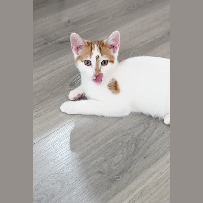 Photo of Basil