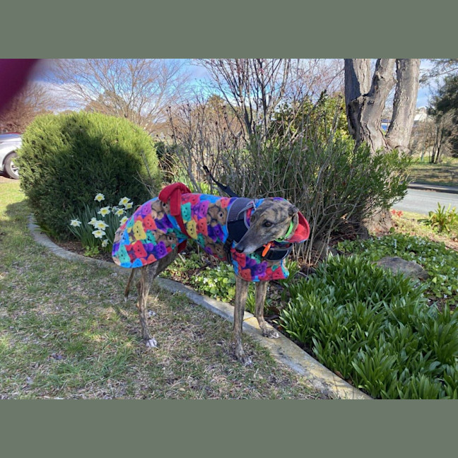 Photo of Roxy, The Greyhound