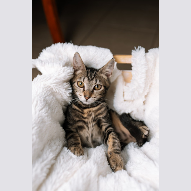 Photo of Trujillo (Trudy)