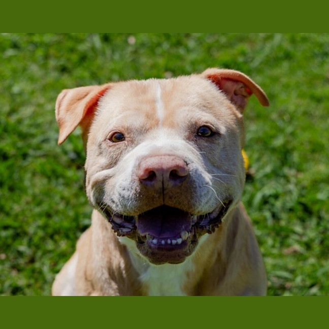 Photo of Blade