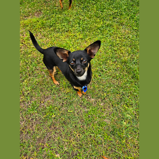 Photo of Alfie  9 Month Old Chihuahua X Dachshund 