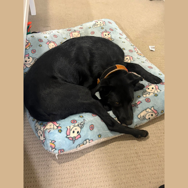 Photo of Max