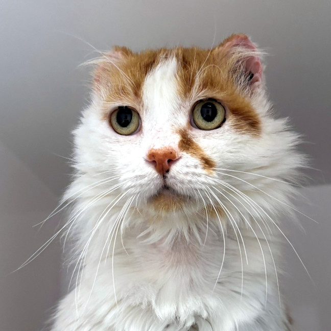 Photo of Ginger Rsua014051