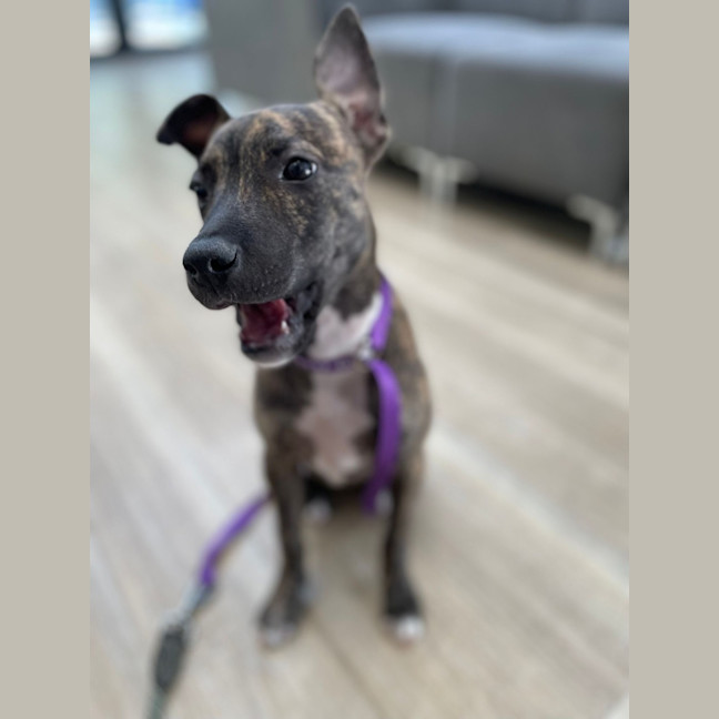 Photo of Ruby