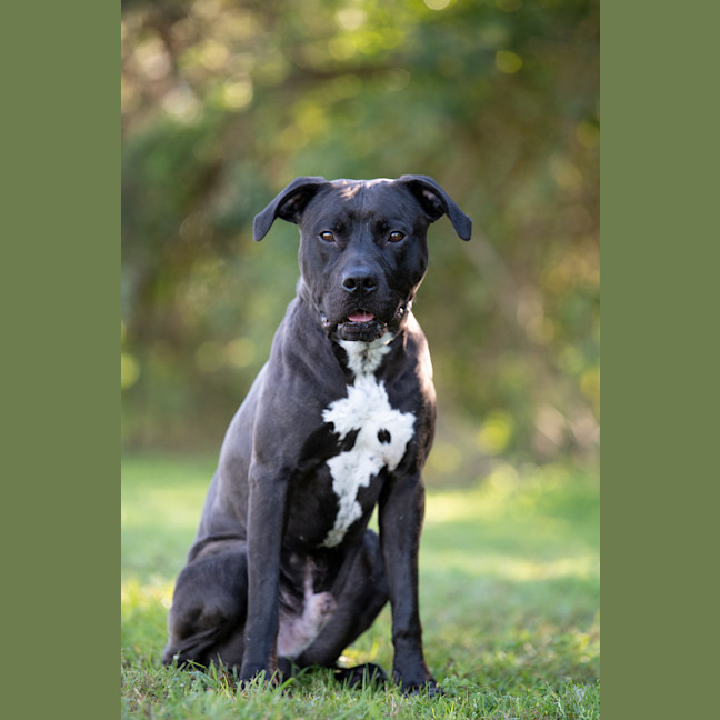 Photo of Bronson
