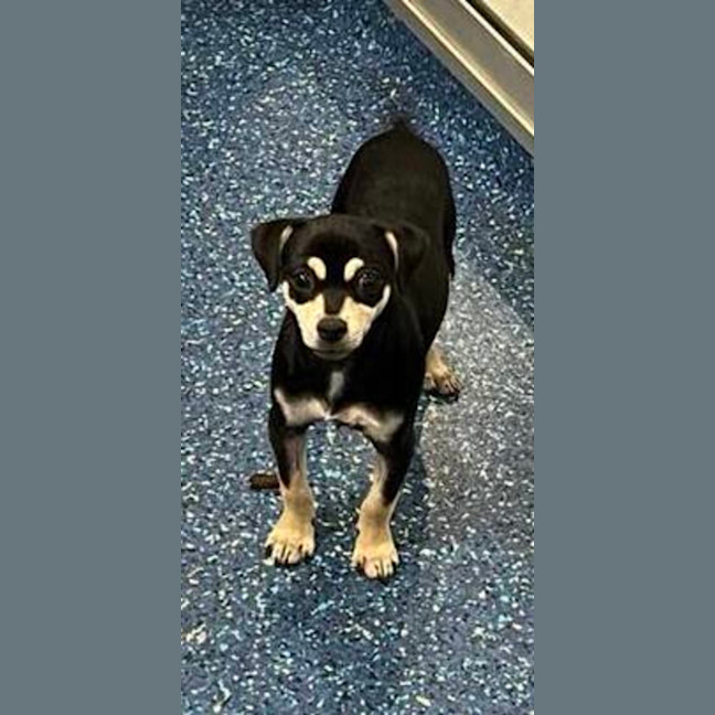 Photo of Onyx
