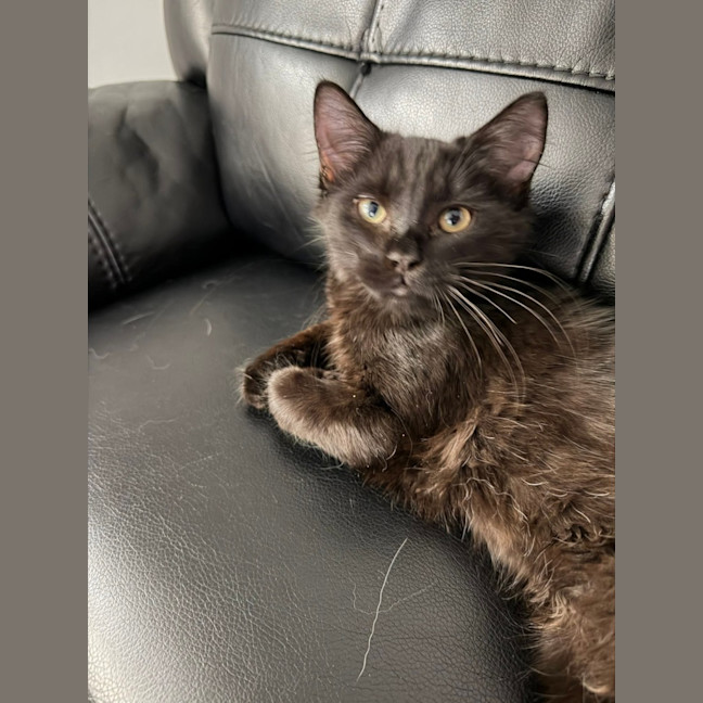 Photo of Licorice & Oreo