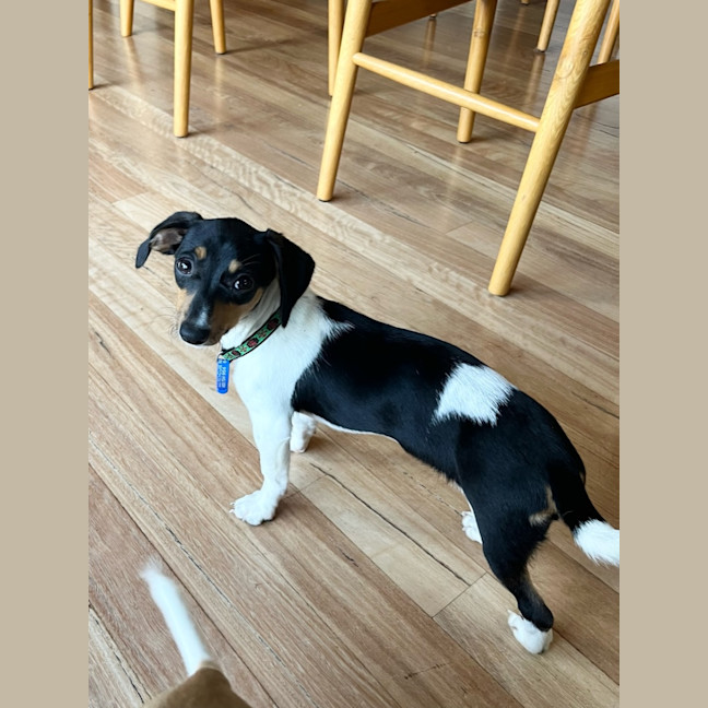 Photo of Mia   16 Week Old Dachshund X