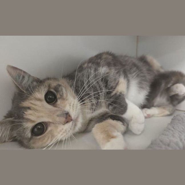 Photo of Priscilla 