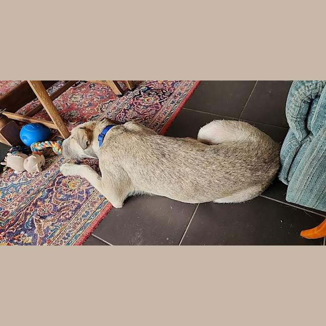 Photo of Aussie