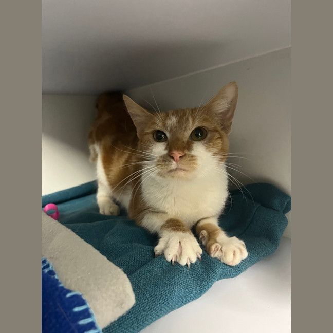 Photo of Ember