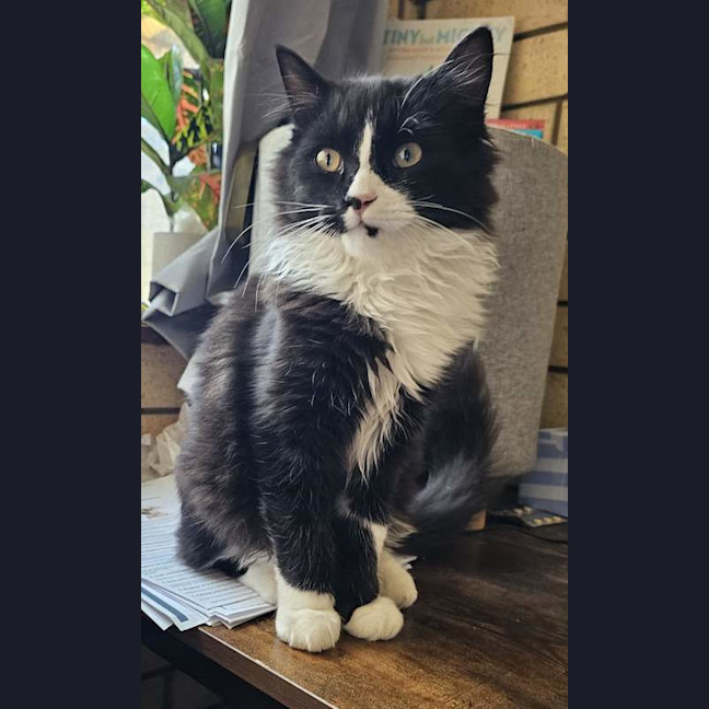 Photo of Tommy