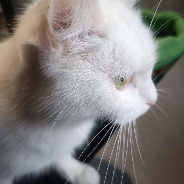 Photo of Feta
