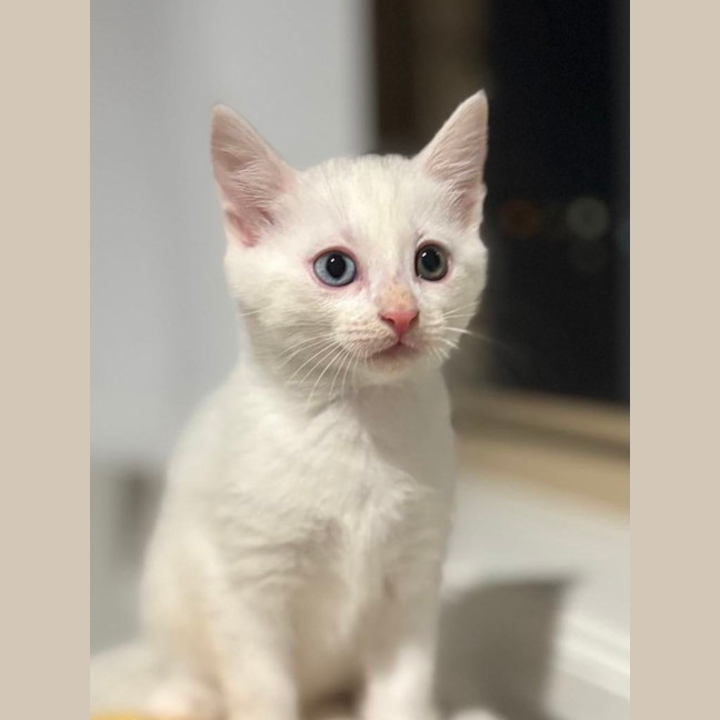 Photo of 💜Greyson 💜