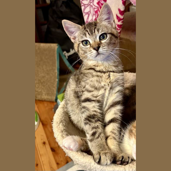 Photo of Willow