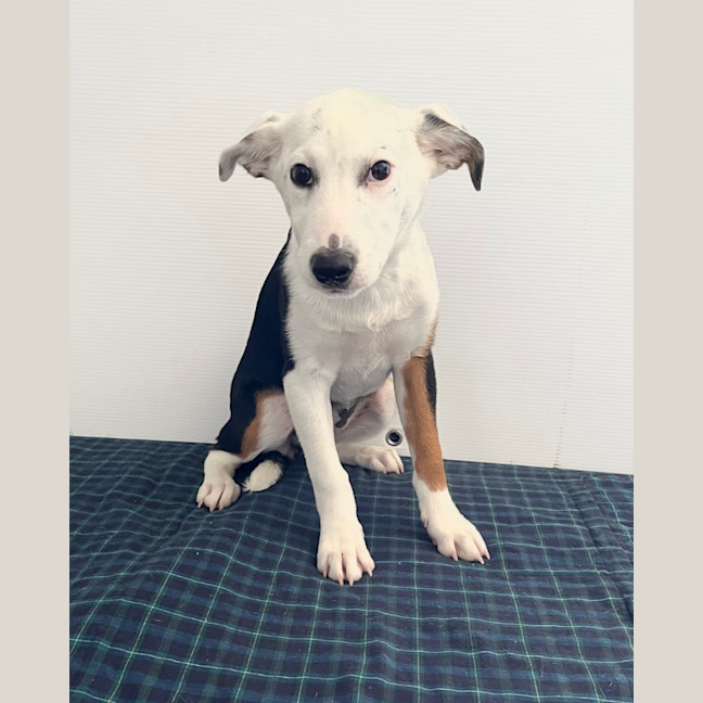 Photo of Peanut