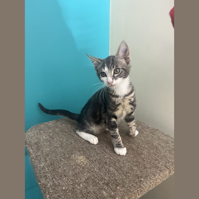 Photo of Cheeto   Now At Pet Quarters Rutherford