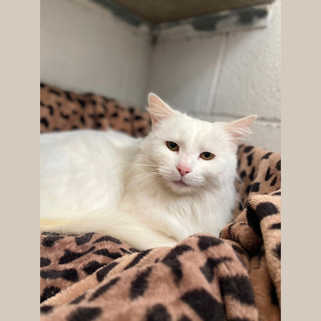 Photo of Ghost