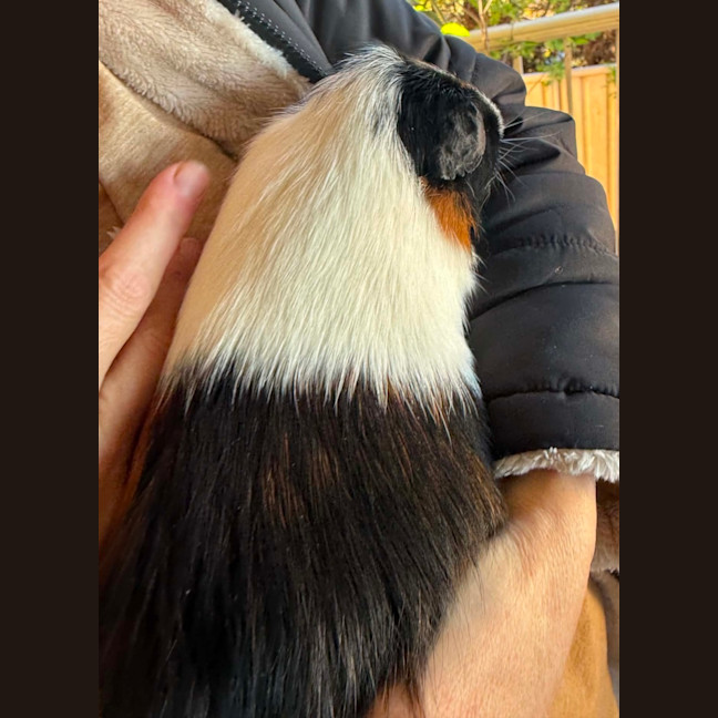 Photo of Parsley, Milo & Tj   Assisted Rehome