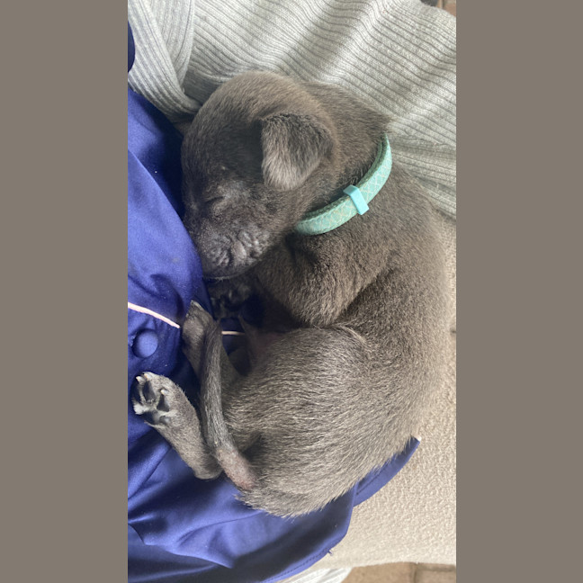 Photo of Max   1 Year Old Kelpie X